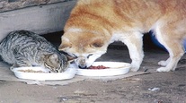 被災地をビジネスにしている悪質業者の実態